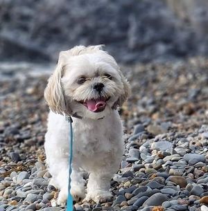 Winner of 11 - 18 category.
Thomas & Phoebe Hayes and their dog