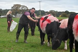 Supporting image for story: We sprayed the St George's Cross on my cows near Bridgnorth – here's the reason why