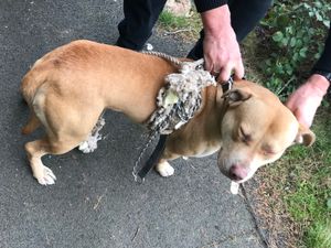 Supporting image for story: Appeal to find owner of dog found chained to van floor without water