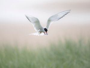Supporting image for story: Anxious wait to see how Arctic terns fare at colony struck by bird flu in 2023
