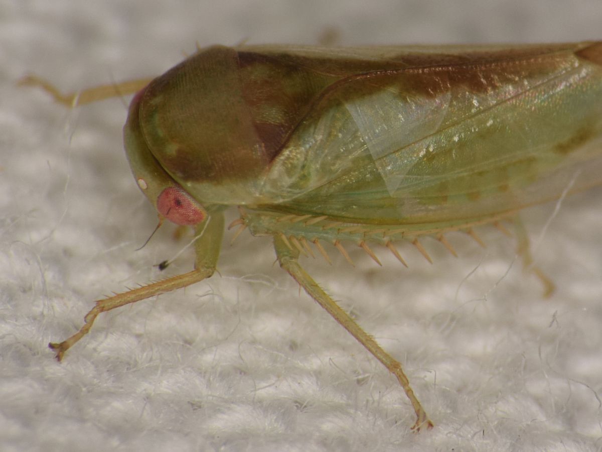 Genitals under the microscope: seven new species of frog-like insect discovered