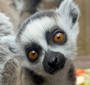 Ring Tailed Lemurs are endangered in the wild
