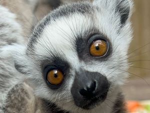 Supporting image for story: Meet the cutest new arrivals being celebrated at Telford's Hoo Zoo