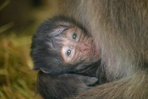 The baby girl gelada at Dudley Zoo