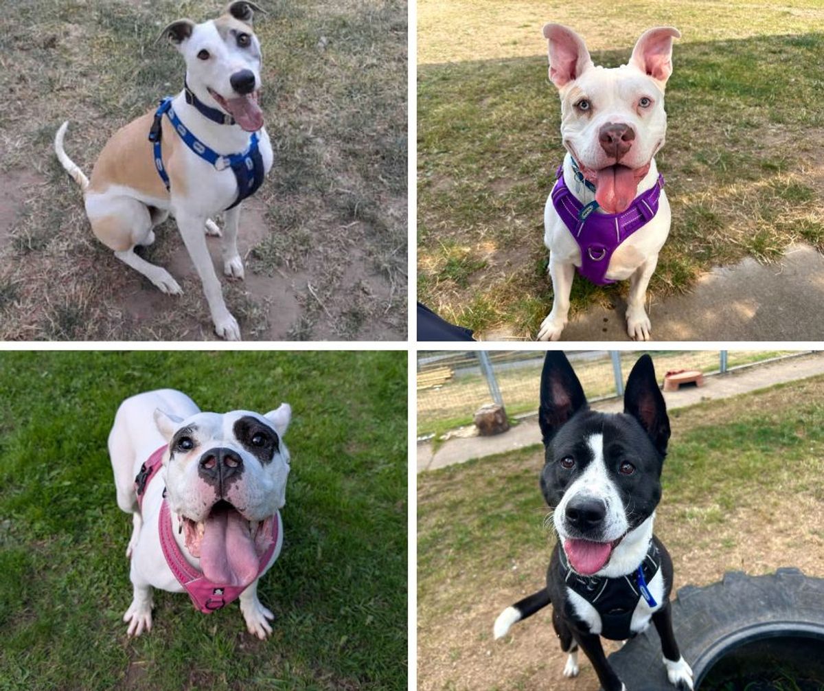 RSPCA in urgent appeal to Shropshire residents to adopt larger dogs amid rehoming crisis