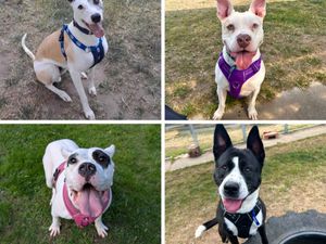 Supporting image for story: RSPCA in urgent appeal to Shropshire residents to adopt larger dogs amid 'rehoming crisis'