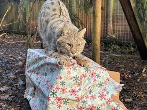 American Bobcat with their present