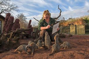 Supporting image for story: Counting by numbers, two by two at West Midland Safari Park