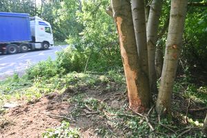 Three men have been hospitalised after a car hit a tree off the A5