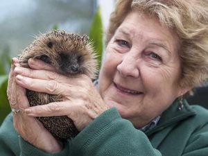 Supporting image for story: Hedgehog in a prickle is rescued