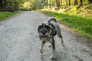 A dog in Wyre Forest