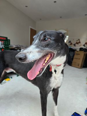 Creed is good with children and happy in the home setting