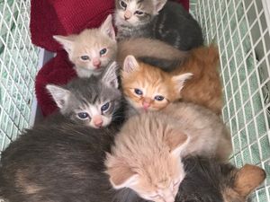Supporting image for story: RSPCA reports influx of calls about cats in Shropshire as kitten season starts