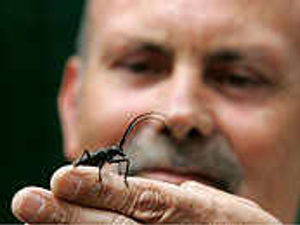 Supporting image for story: Boffins' beetle bombshell