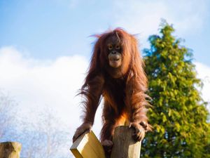 Supporting image for story: Work starts on Dudley Zoo's new orangutan enclosure after lockdown delay