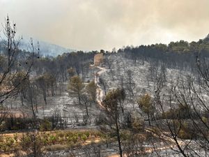 Supporting image for story: France’s largest wildfire in decades leaves trail of devastation
