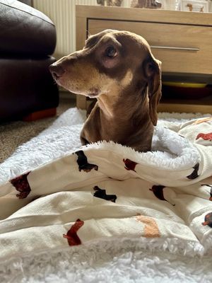 Stanley at home recovering from his op