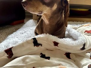 Supporting image for story: Mid Wales dachshund whose antics with a seal pup went viral undergoes acupuncture to recover from surgery