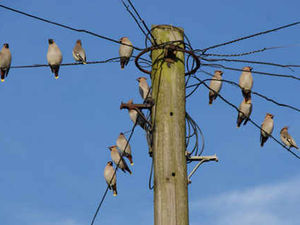 Supporting image for story: Rare waxwings spotted in Halesowen
