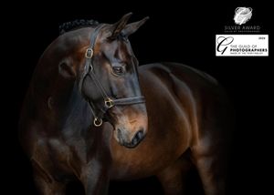 'Casanova's Valentine' which was awarded a Silver, as well as selected for 'Equine Image of the Year' 