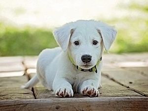 Supporting image for story: PCC will support a version of Lucy's Law in Wales before the end of the Senedd term