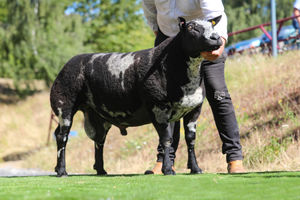 Leading male trade at the reduction sale was the flock sire, Milltown Fireball King, selling for 9000gns to a three-way split of Welsh flocks. 