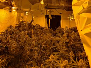 Supporting image for story: Cannabis plants seized after raid on Great Barr house 