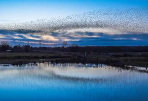 Spectacular scenes as starlings murmurate and are reflected in the water at Whixall Moss nature reserve in Shropshire.  