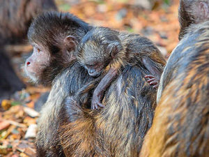 Supporting image for story: Rare baby monkey born at Dudley Zoo