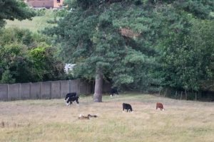 Corbett Meadow, to the rear of Corbett Outpatients Centre, which has been used for grazing for the last 40 years