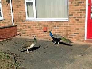 Supporting image for story: Who's that knocking at our door?