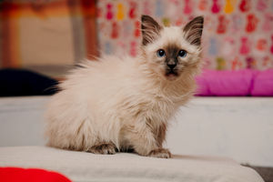 Snowy chills out in the snug area