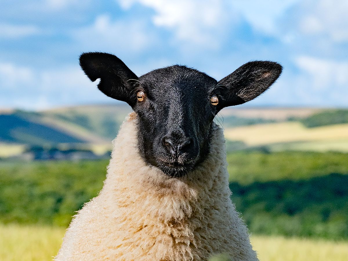 Midlands worst hit as farming industry loses nearly £2 million to dog attacks