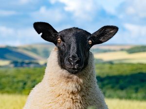 Supporting image for story: ‘Other-worldly’ pic of giant trees wins South Downs National Park photo contest