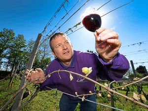 Supporting image for story: Mixed blessings for wine lovers as Shropshire grape harvest hit by frost