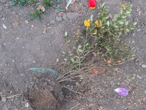 Supporting image for story: Flowers and bushes ripped up in 'horrific' environmental vandalism in Newport