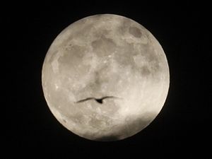 Supporting image for story: The Pink Moon: All you need to know about the astronomical phenomenon