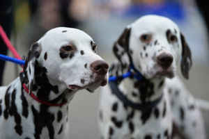 Red and Noah see spots at the British Utility Breeds Association Show at the County Showground, Stafford