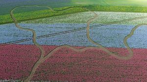 The spectacular Shropshire Petal Fields from the air.