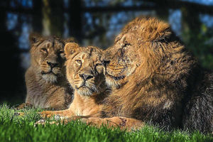 Supporting image for story: Lion's Dudley Zoo return goes purr-fectly