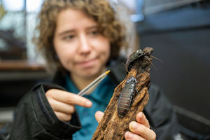 Even the creepy crawlies are counted.