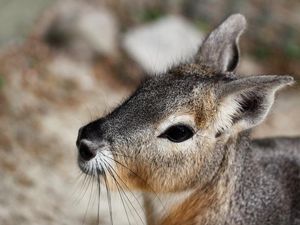 Supporting image for story: Tiny goats visited a very cute resident at their zoo and jumping ensued
