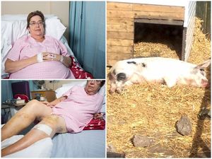 Supporting image for story: 'I feared he was going to kill me' - Woman speaks of terror after being attacked by 30st pig in Darlaston