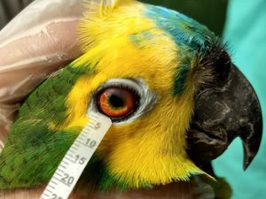 Supporting image for story: Tears of birds and reptiles not much different to human tears, say scientists