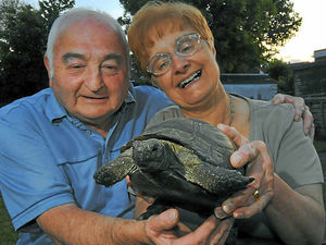 Supporting image for story: Police swoop on runaway Bilston tortoise