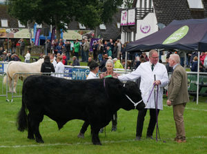 Geoff Duggins from Llandeilo prepares his Welsh Mountain pedigree sheep for showing. Photo: Andy Compton