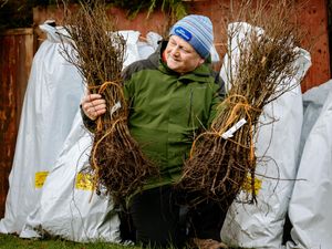 Supporting image for story: Thousands of oak saplings saved after being grown on Shropshire border