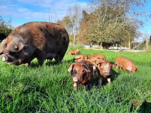 Some of the pigs 