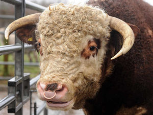 Supporting image for story: Vampire has bullseye for ladies as farm's most eligible new bachelor