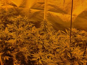 Supporting image for story: Plants destroyed as Wednesbury cannabis farm is busted by police